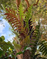 Image result for Drynaria