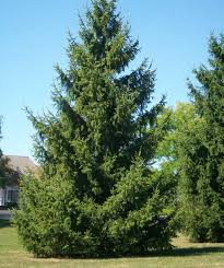 The norway spruce is the fastest growing spruce tree, with a growth rate of over 2 feet per year. Norway Spruce Bower Branch