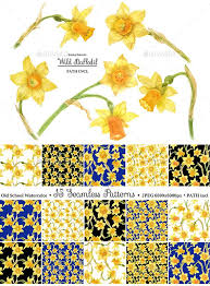 Watercolor Wild Daffodil Wildflower Drawing Daffodils Nature Background Images