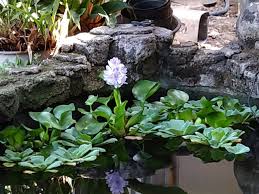 Maybe you would like to learn more about one of these? Eceng Gondok Di Kala Cantik Kompasiana Com