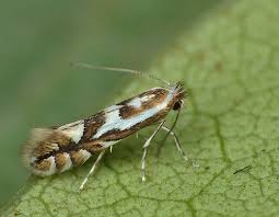 Image result for Phyllonorycter leucographellus