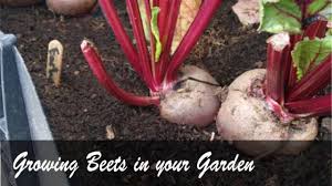 Growing Beets How To Grow Beets In Your Garden