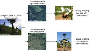 They will sometimes build their nest in soffits of attics. Foraging Traits Modulate Stingless Bee Community Disassembly Under Forest Loss Lichtenberg 2017 Journal Of Animal Ecology Wiley Online Library