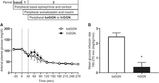 Lefèbvre pj, luyckx as, lecomte m j (1976) studies on the pathogenesis of reactive hypoglycemia: The Kinetics Of Glucagon Action On The Liver During Insulin Induced Hypoglycemia American Journal Of Physiology Endocrinology And Metabolism