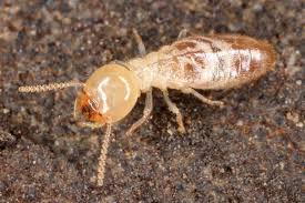 The queen's sole purpose is to reproduce. Termites Are Moving In With Cockroaches Taxonomically Smart News Smithsonian Magazine