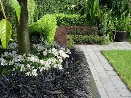 Black Mondo Grass Alstroemerias With Formal Layered Hedge Hedge Garden Design Nursery Grasses Garden Hedges Landscaping Shade Garden