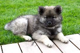 To see more eurasier dog breeders near you check: Pin By Ray Redfox On Future Home Dog Breeds Puppies Dog Lovers