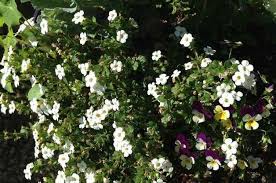 Check spelling or type a new query. Best Container Plants Bacopa Birds And Blooms