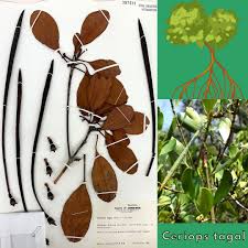 Image result for Ceriops