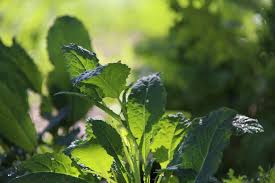 For cabbage moths and worms, an application of bacillus thuringiensis may be needed. Growing Kale Indoors A Gardener S Guide To Growing Indoor Greens Home For The Harvest