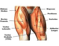 Almost all of the muscles of your legs are considered longs muscles and they are attached to bones so they can create the movements that is so important for our the physician would diagnose your pain and go through you leg muscles diagram, to have a clear picture of the reason behind the pain. 21 Muscular System Facts For Kids Students And Teachers