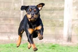 The rottweiler is a robust working breed of great strength descended from the mastiffs of the roman legions. How Much Exercise Does A Rottweiler Need Daily Guidelines Anything Rottweiler