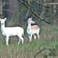 Youth Event - Dusk Deer Walk event image