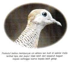 Perkutut Om Kicau