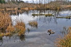 Furthermore, local conservation organizations may have information about wetlands policy, but they may not know what the law allows you to do or not do on your property. Colorado Mitigation Bank To Offset Wetland Damage Meet Clean Water Act Rules The Longmont Leader