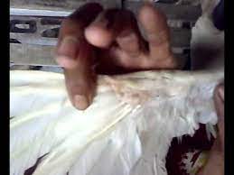 Beberapa juragan memang ada yang lebih mengutamakan melihat postur badan ayam dan kemampuan dari bentuk badan, kepala, dan sisik bagian kaki, namun apakah anda pernah terpikirkan bahwa sayap ayam aduan memiliki pengaruh penting juga dalam masalah kemampuan ayam aduan. Bk Putih Double Sayap Youtube