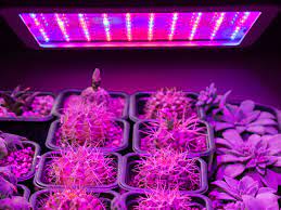 How to grow cactus & succulents under lights. 5 Best Led Grow Light For Succulents Plant Index