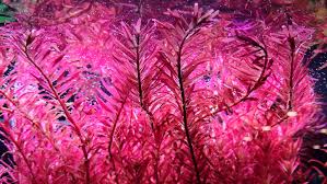 Image result for Rotala submersa