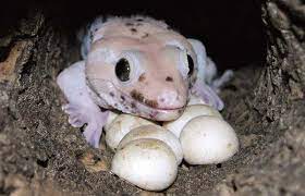 Dasypeltis scabraالطول :55 سم الى 90. Ø£Ø¶Ø±Ø§Ø± Ø§Ù„ÙˆØ²Øº ÙˆØ·Ø±Ù‚ Ø§Ù„ØªØ®Ù„Øµ Ù…Ù†Ù‡ 0566616408 Ø§Ù„Ø´Ø±ÙƒØ© Ø§Ù„Ø¯ÙˆÙ„ÙŠØ©