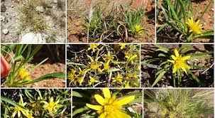 Image result for Geigeria filifolia