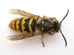 How To Kill Get Rid Yellow Jacket Nest Yellow Jacket Control
