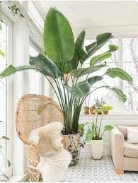 coming soon house plants indoor easy care indoor plants common house plants
