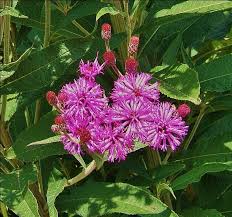 Image result for Vernonia natalensis