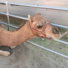 The drive is scenic.and yes there will be more people in virginia city than normal,, but i would not worry about major traffic jams. Virginia City Camel Races Virginia City Nv