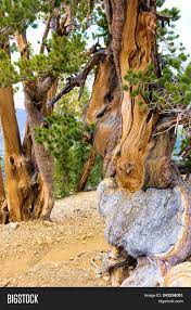 Lodgepole Pine Trees Also Known As The Twisted Pines Which Are Weathered From The Wind Taken At The Travelphotography Trave Tree Pine Tree Stock Photo Sites