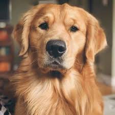 Animaux Golden Retriever Funny Golden Retriever Wallpaper Golden Retriever