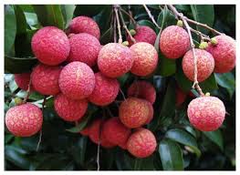 Image result for Sapindaceae