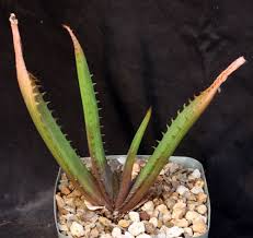 Image result for Aloe cameronii × greatheadii