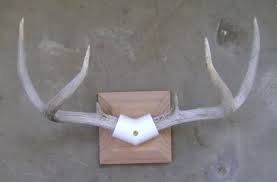 Paco Kelly S Leverguns Com View Topic Ez Antler Mount Antler Mount Deer Antlers Diy Diy Antler Mount
