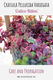 Crassula marginalis rubra variegata (con imágenes. Crassula Pellucida Variegata Calico Kitten Care Propagation Succulent Plant Care
