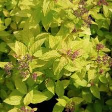 Image result for spirea japonica gold princess