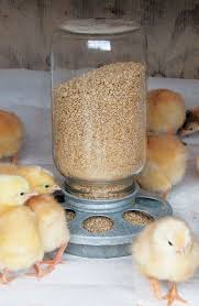 Check spelling or type a new query. Chick Care Feeding And Watering Dos And Don Ts Storey Publishing