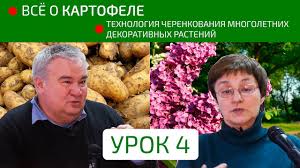 ведро картошки с каждого куста без прополки и окучивания Tehnologiya Vyrashivaniya Kartofelya