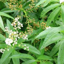 Image result for Aloysia