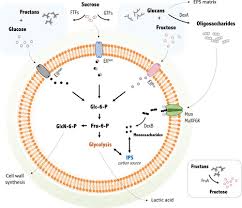 What relationship exists between solubility and temperature for most of the substances shown? The Biology Of Streptococcus Mutans Microbiology Spectrum