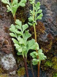 Image result for Anogramma