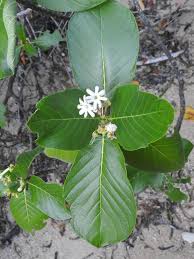 Image result for Guettarda