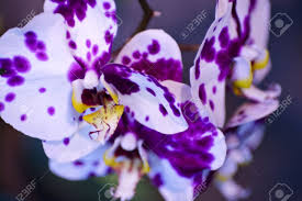 We did not find results for: Beautiful Tropical Flowers Macro Photo White And Violet Tain Forest Flowers Tropical Plants Photo Collection Stock Photo Picture And Royalty Free Image Image 13238886