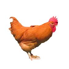 We did not find results for: Buff Orpington Townline Hatchery