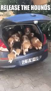 Release The Dogs Gifs Get The Best Gif On Giphy The concept that dogs and howling are interconnected with psychic abilities is present in almost all cultures for hundreds of centuries. release the dogs gifs get the best