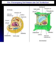Maybe you would like to learn more about one of these? Struktur Sel P P T