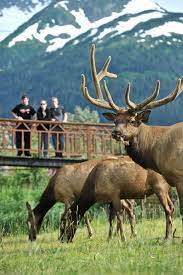 This wildlife conservation center is open 7 days a week from 8:30 am to 7 pm starting may 1st to september 30th.2. Alaska Wildlife Conservation Center