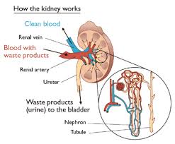 Kidney Function Excretory System Kidney Failure Treatment Cancer Facts