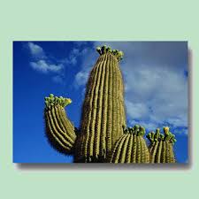 It's also one of the few visuals you can actually care for at home as a living souvenir of southwest americana. My Article Brad Stai