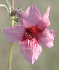 Image result for Sesamum calycinum