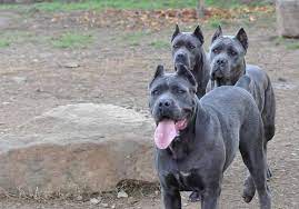 Cane corso is an ancient italian mastiff. Cria De Cane Corso Venta De Cane Corsos Comprar Cachorros Cane Corso Online